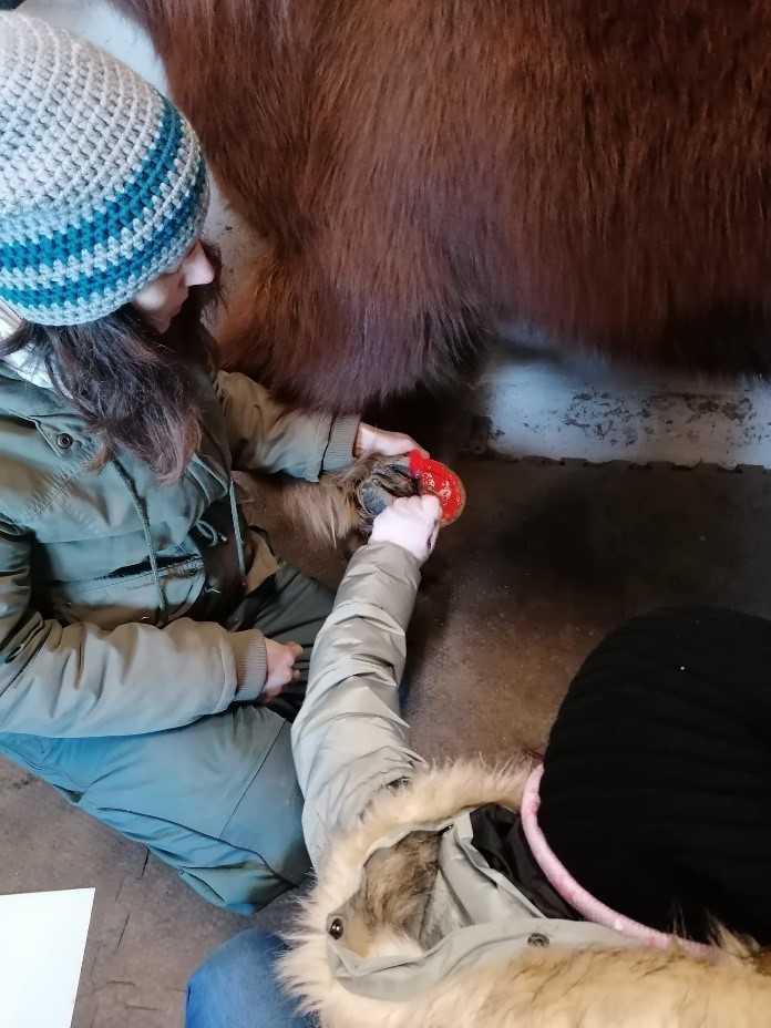 Besuch bei einem Pony